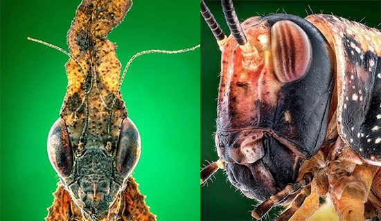 摄影微镜头下的昆虫造型怪异似恐怖怪物